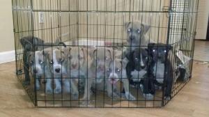 BeautifulPitbullPuppiesforSalewithFI